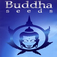 buddha-seeds-logo