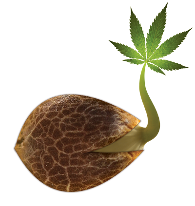 emerald-triangle-seeds-logo