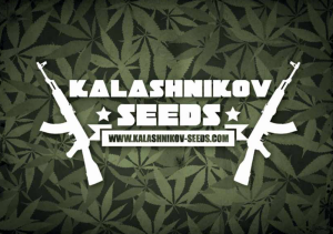 kalashnikov-seeds-logo