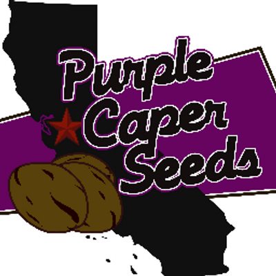 purple-caper-seeds-logo