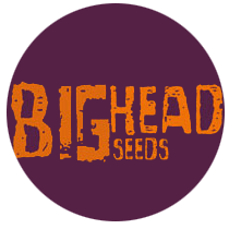 big-head-seeds-logo