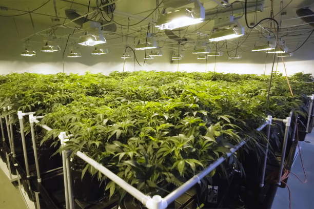 Overview of a complete indoor cannabis grow room