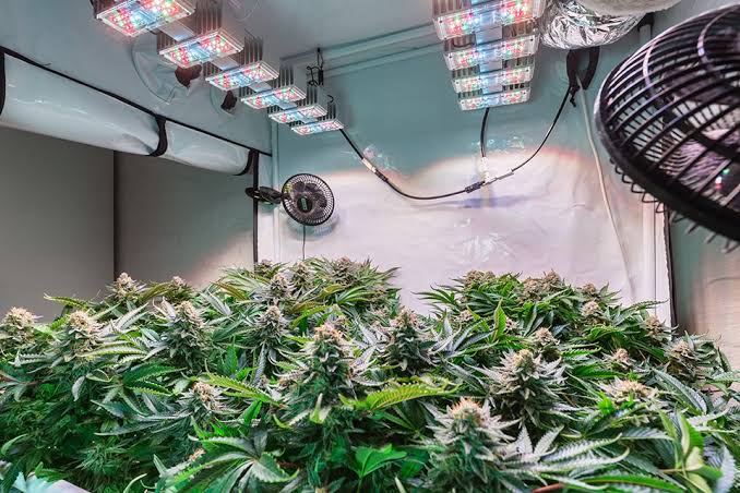 Selecting the ideal room for cannabis cultivation