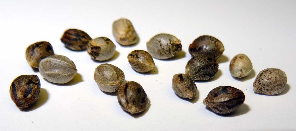 Selection of cannabis seeds from reputable seed banks ready for purchase