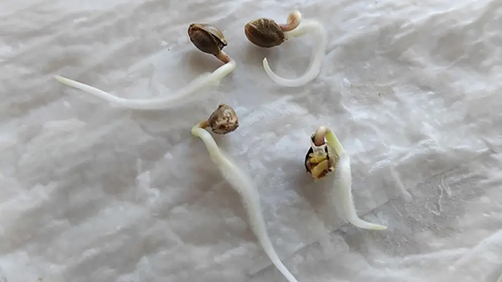 Germination test on paper towel to check cannabis seed viability
