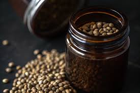 Cannabis seeds stored in airtight glass jars for short-term conservation