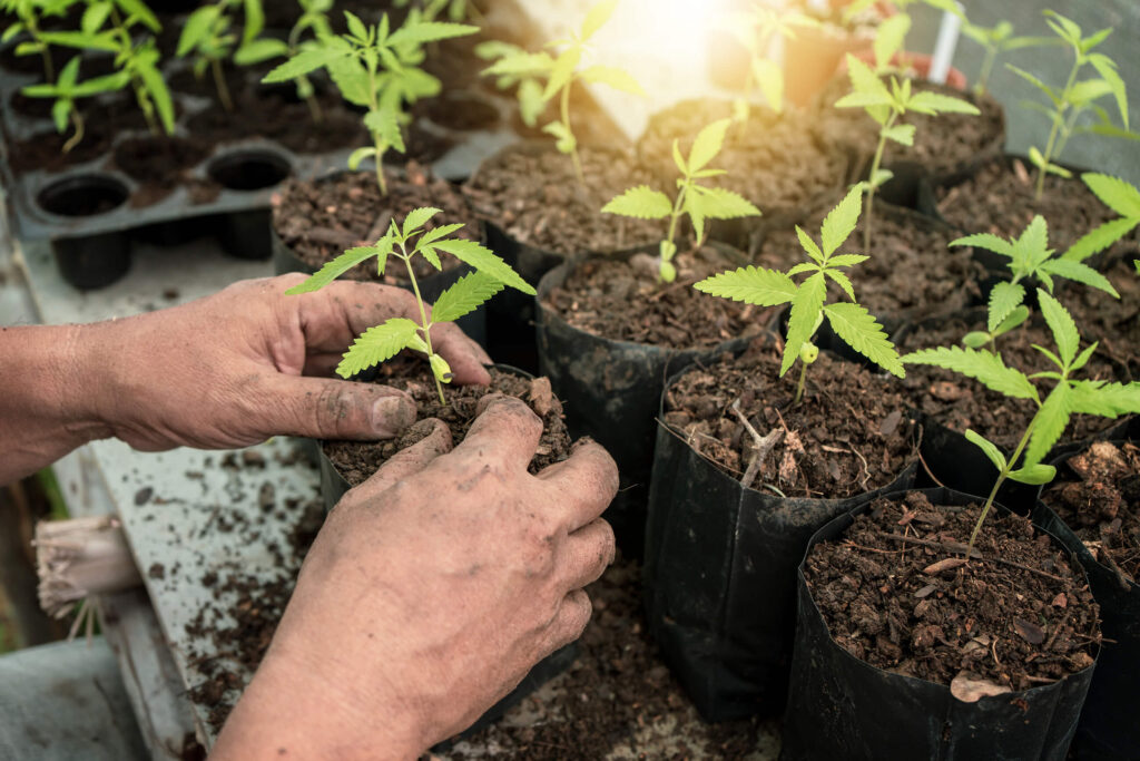 Freshly transplanted cannabis seedling under reduced light with humidity dome in place