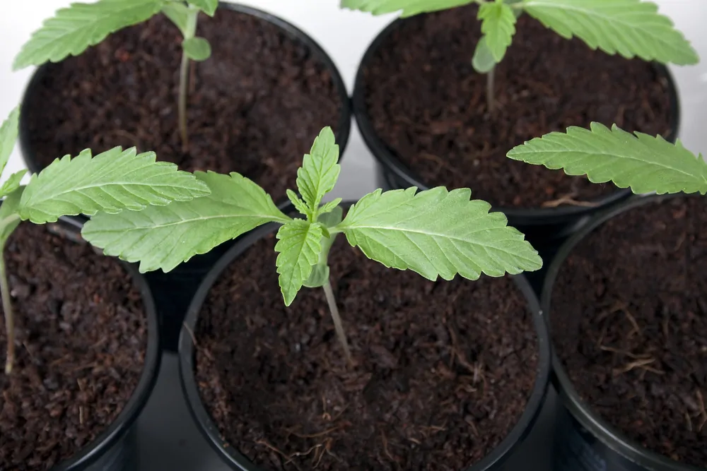 Young cannabis seedling ready for transplanting into a larger container