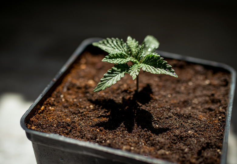 Step by step cannabis transplant process showing root ball being placed into new container