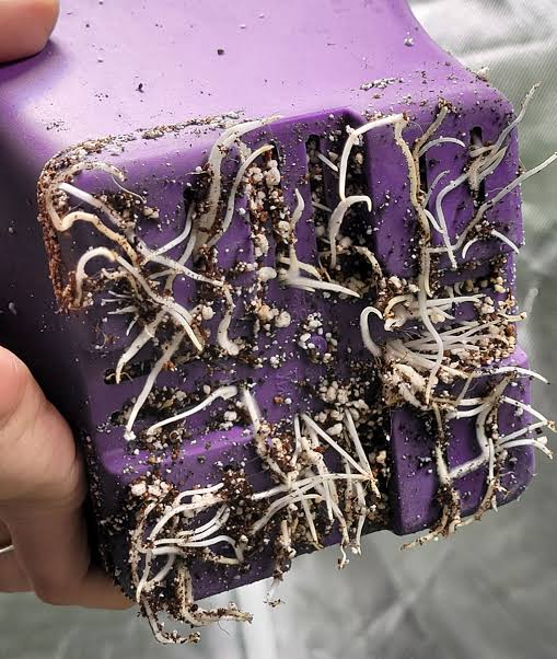 Cannabis plant showing roots emerging from drainage holes indicating it is ready to transplant
