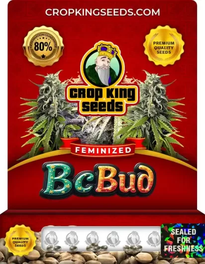 bc-bud-image