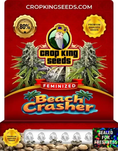 beach-crasher-image