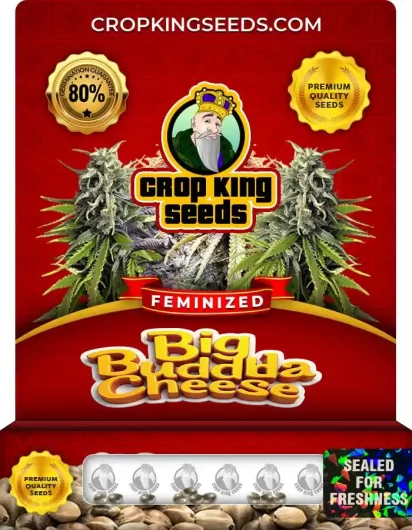 big-buddha-cheese-image