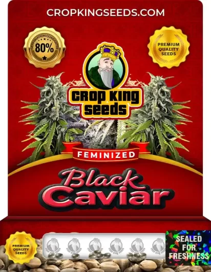 black-caviar-image