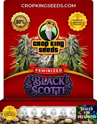 Black Scotti