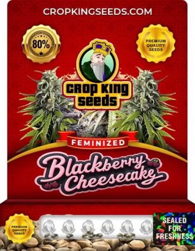 Blackberry Cheesecake