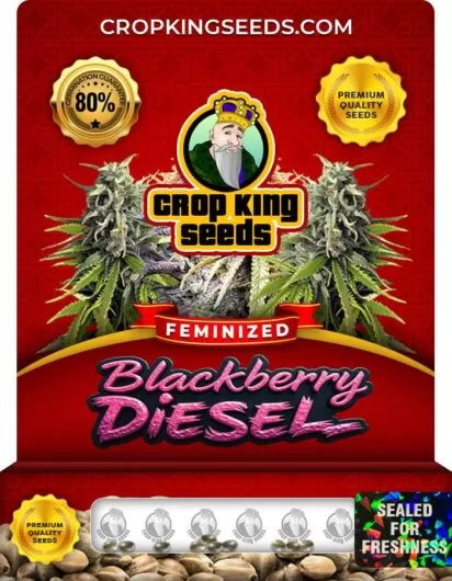 blackberry-diesel-image