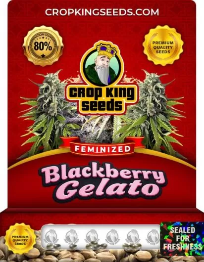 blackberry-gelato-image