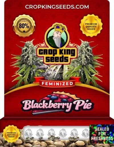 Blackberry Pie