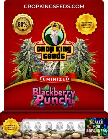 blackberry-punch-image