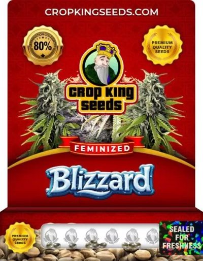 Blizzard