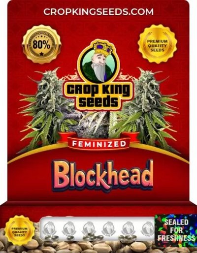 Blockhead