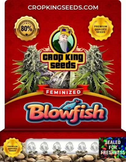 blowfish-image