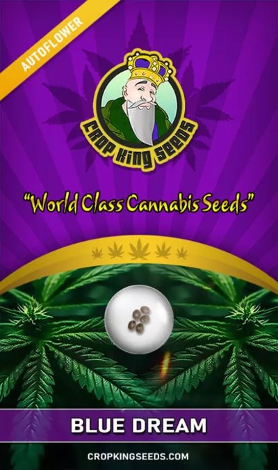 Blue Dream Autoflower