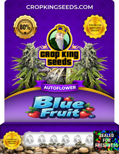 Blue Fruit Autoflowering