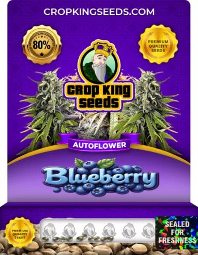 Blueberry Autoflowering