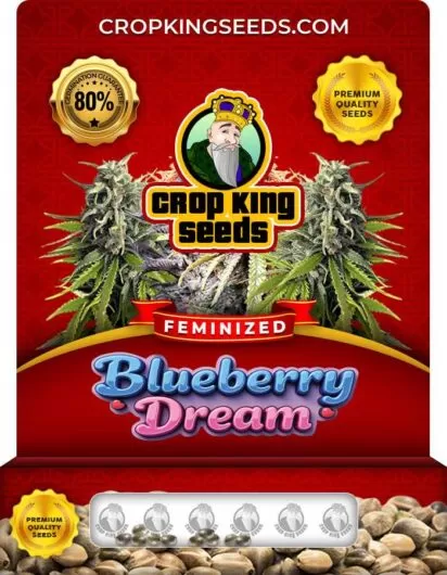 Blueberry Dream