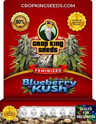 Blueberry Kush