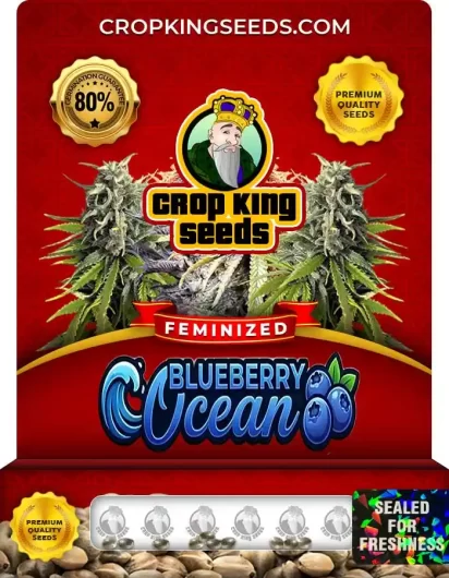 blueberry-ocean-image