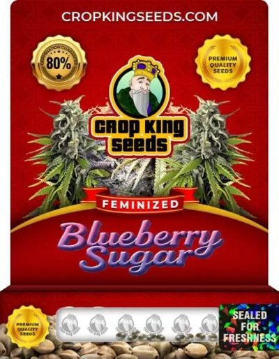 Blueberry Sugar