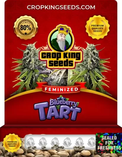 blueberry-tart-image