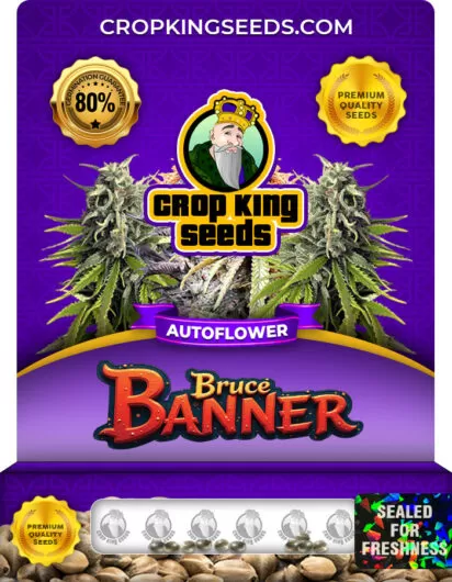 bruce-banner-autoflowering-image
