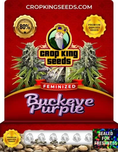 buckeye-purple-image