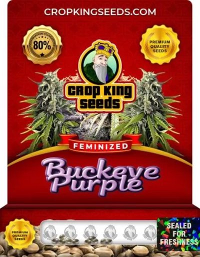 Buckeye Purple