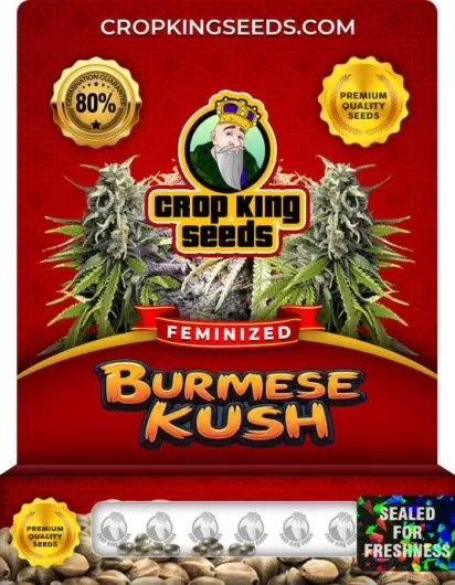 burmese-kush-image