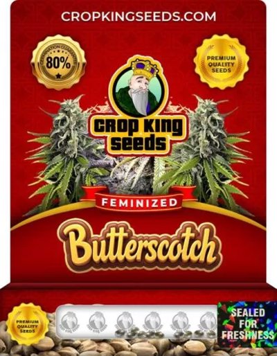 Butterscotch