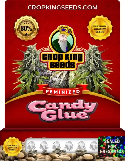 candy-glue-feminized-image