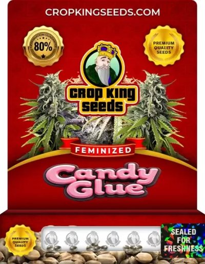 Candy Glue Feminized