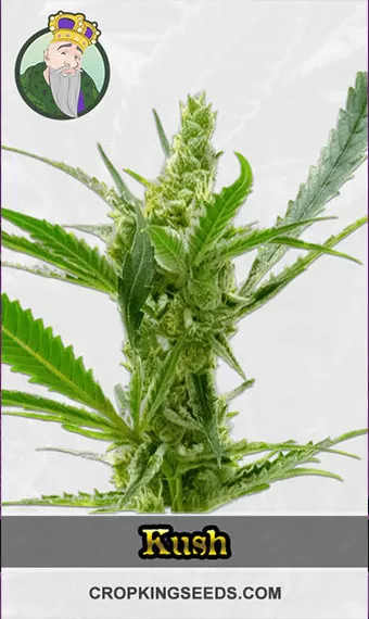 cbd-kush-image