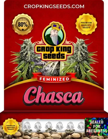 chasca-image