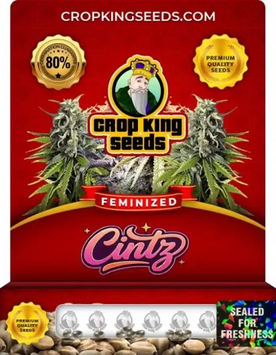 Cintz