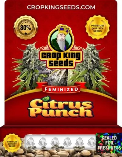 Citrus Punch