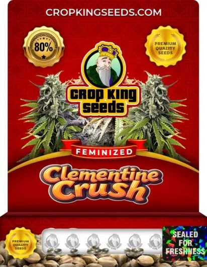 clementine-crush-image