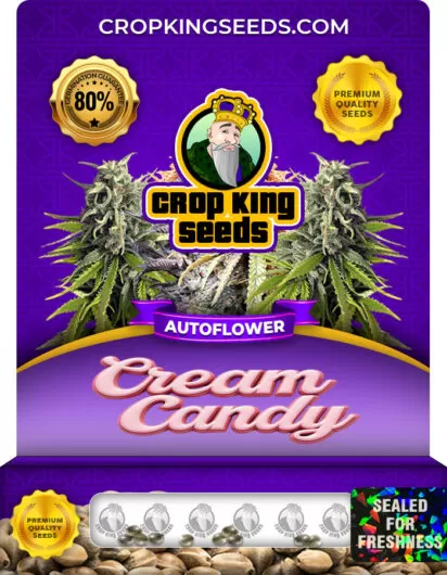 cream-candy-autoflowering-image