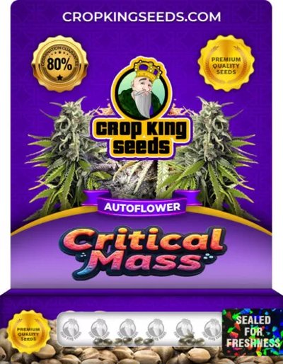 Critical Mass Autoflower