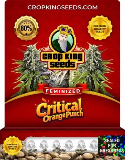 Critical Orange Punch